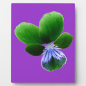 Photo Plaque de Pansy Vert (Devant)