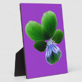 Photo Plaque de Pansy Vert (Côté)