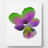 Photo Plaque de Pansy violet et vert (Devant)