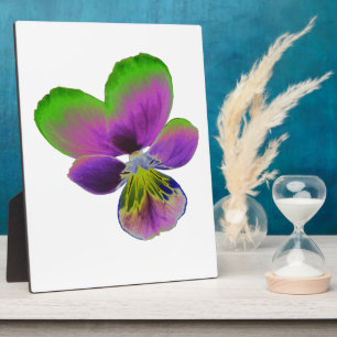 Photo Plaque de Pansy violet et vert