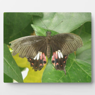 Photo Plaque de papillon à queue épaisse