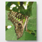 Photo Plaque de papillon vert Iridescente tropicale (Devant)