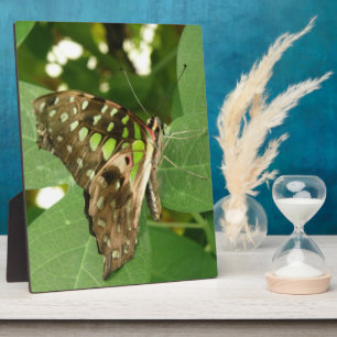 Photo Plaque de papillon vert Iridescente tropicale