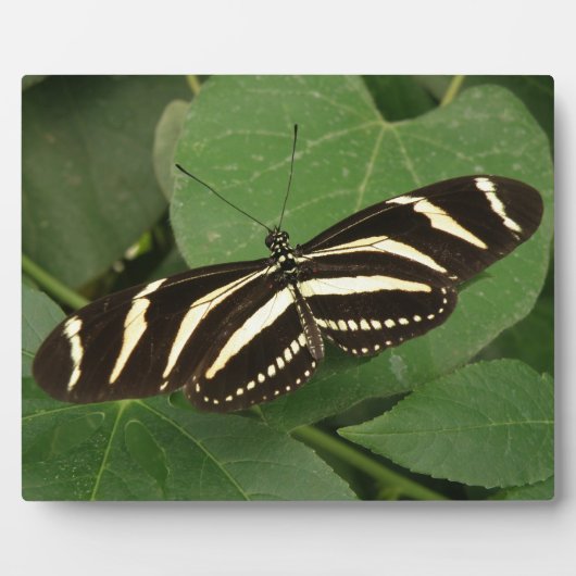 Photo Plaque de papillon Zebra Longwing (Devant)