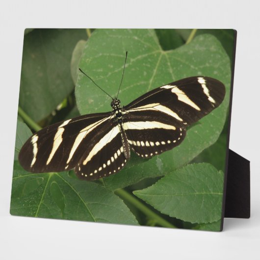 Photo Plaque de papillon Zebra Longwing (Côté)