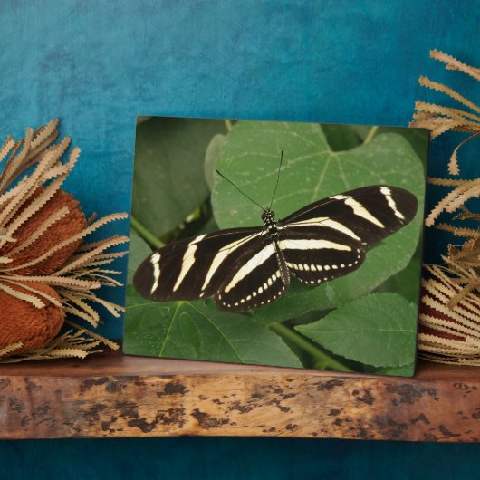 Photo Plaque de papillon Zebra Longwing (Côté)