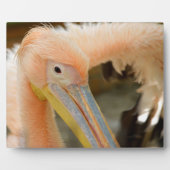 Photo Plaque de Pélican qui vous regarde (Devant)