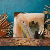 Photo Plaque de Pélican qui vous regarde (Côté)