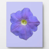Photo Plaque de Petunia bleue (Devant)