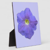 Photo Plaque de Petunia bleue (Côté)