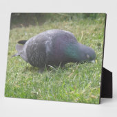 Photo Plaque de pigeon dormant (Côté)