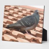 Photo Plaque de pigeon sur le toit (Côté)