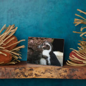 Photo Plaque de pingouin (Côté)