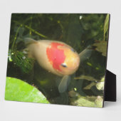 Photo Plaque de poisson d'or (Côté)