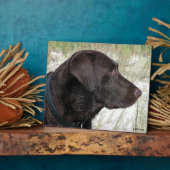 Photo Plaque de profil du Labrador de chocolat (Côté)
