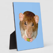 Photo Plaque de Rat Affamé (Côté)