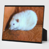 Photo Plaque de rat blanc de boule de neige (Côté)