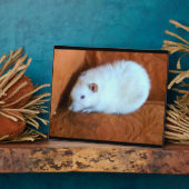 Photo Plaque de rat blanc de boule de neige (Côté)