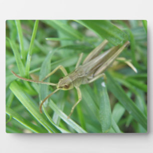 Photo Plaque de sauterelles