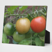 Photo Plaque de tomates de feu de circulation (Côté)