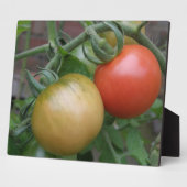 Photo Plaque de tomates orange et rouge (Côté)