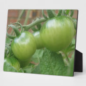 Photo Plaque de tomates vertes (Côté)