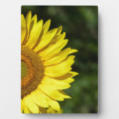 Photo Plaque de tournesol (Devant)