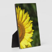 Photo Plaque de tournesol (Côté)