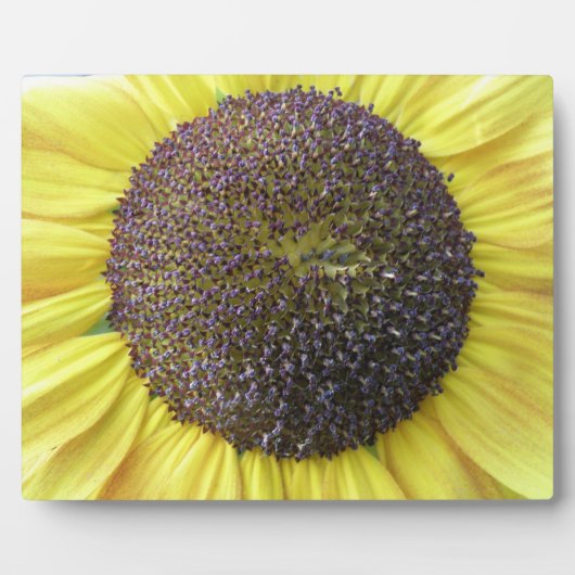 Photo Plaque de tournesol jaune (Devant)
