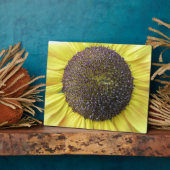 Photo Plaque de tournesol jaune (Côté)
