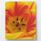 Photo Plaque de tulipe fière (Devant)