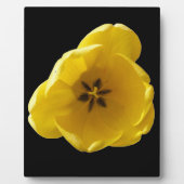 Photo Plaque de tulipe jaune (Devant)