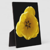 Photo Plaque de tulipe jaune (Côté)