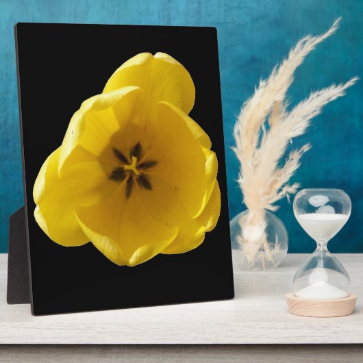 Photo Plaque de tulipe jaune (Côté)