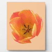 Photo Plaque de tulipe orange (Devant)