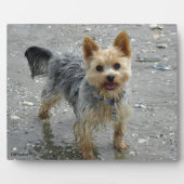 Photo Plaque de Yorkie (Devant)