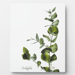 Photo Plaque d'Eucalyptus