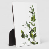 Photo Plaque d'Eucalyptus (Côté)