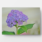 Photo Plaque d'Hydrangea (Devant)