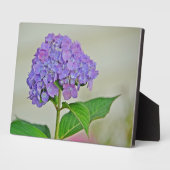 Photo Plaque d'Hydrangea (Côté)