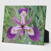 Photo Plaque d'iris violet (Côté)