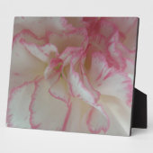 Photo Plaque d'oeillet blanche et rose (Côté)