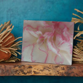 Photo Plaque d'oeillet blanche et rose (Côté)