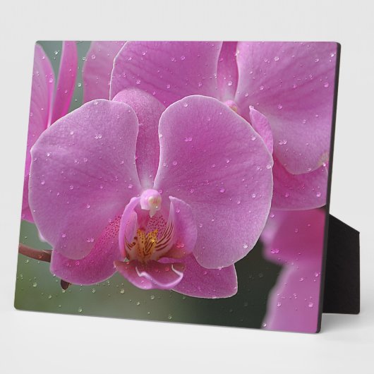 Photo Plaque d'orchidée rose (Côté)