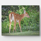 Photo Plaque Faune (Devant)