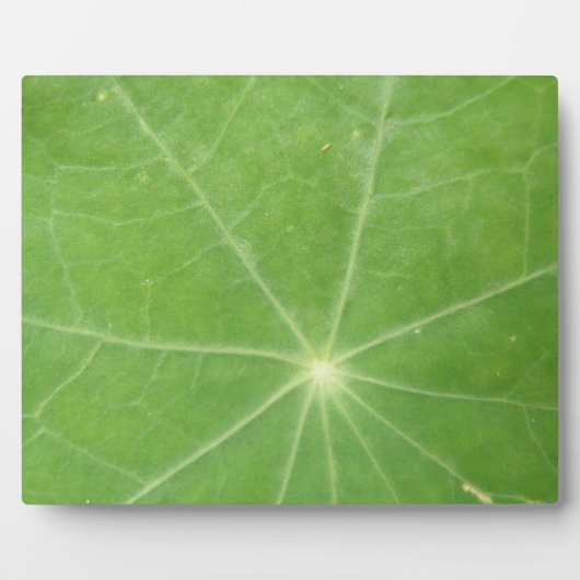 Photo Plaque feuille de Nasturtium (Devant)