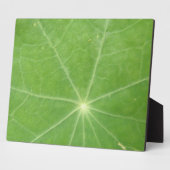 Photo Plaque feuille de Nasturtium (Côté)