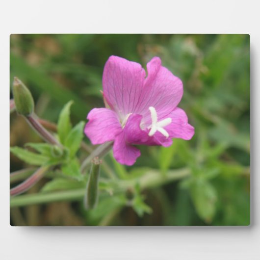 Photo Plaque Fleur sauvage du Campion Rouge (Devant)