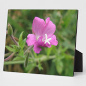 Photo Plaque Fleur sauvage du Campion Rouge (Côté)