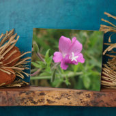 Photo Plaque Fleur sauvage du Campion Rouge (Côté)